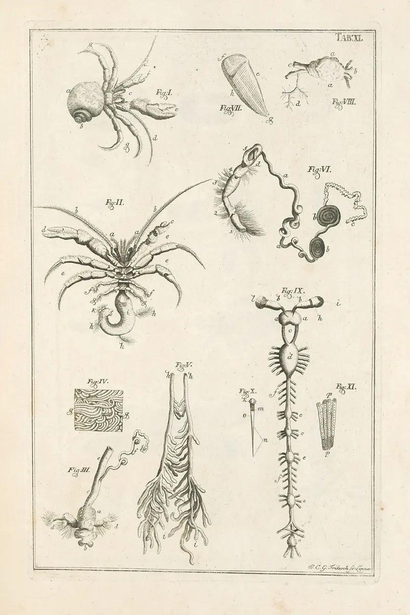 The Book Of Nature Or The History Of Insects Pl 11 Wall Art by Jan Swammerdam - High-Resolution Digital Print