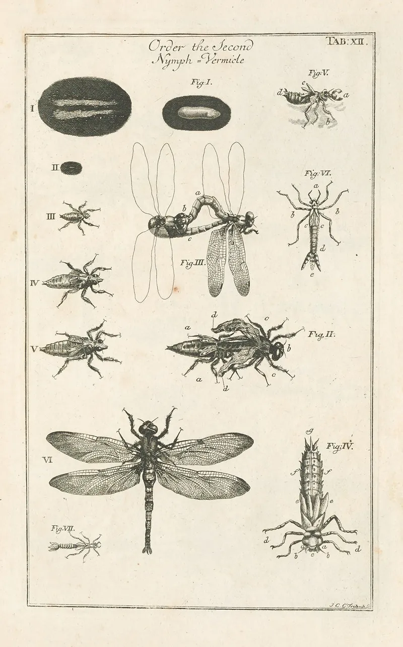 The Book Of Nature Or The History Of Insects Pl 12 Wall Art by Jan Swammerdam - High-Resolution Digital Print