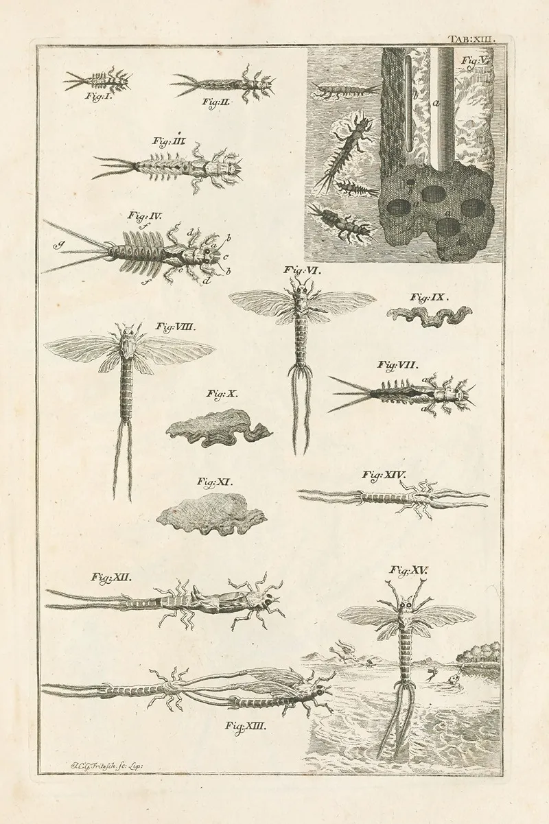 The Book Of Nature Or The History Of Insects Pl 13 Wall Art by Jan Swammerdam - High-Resolution Digital Print