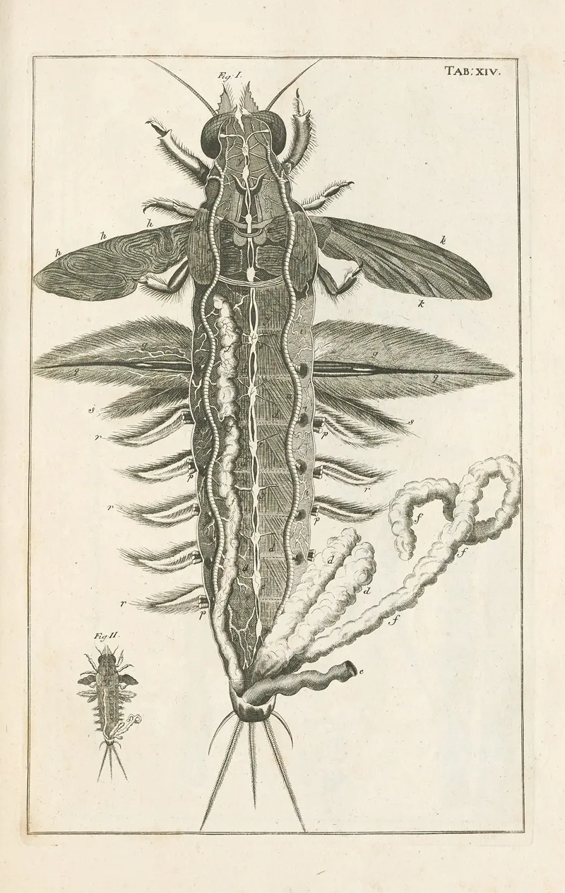 The Book Of Nature Or The History Of Insects Pl 14 Wall Art by Jan Swammerdam - High-Resolution Digital Print