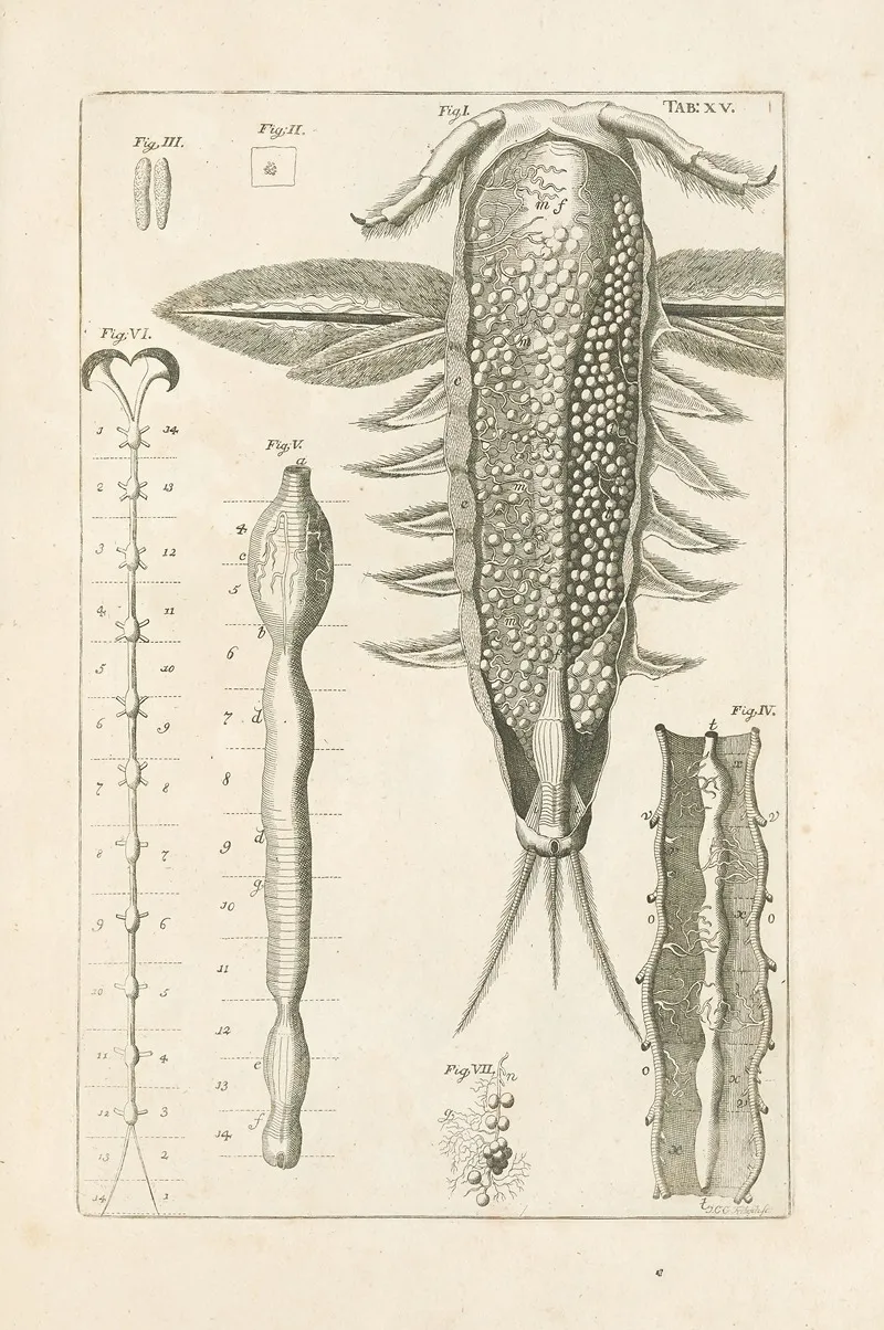 The Book Of Nature Or The History Of Insects Pl 15 Wall Art by Jan Swammerdam - High-Resolution Digital Print