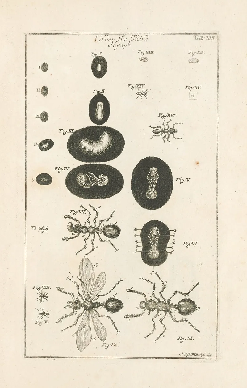 The Book Of Nature Or The History Of Insects Pl 16 Wall Art by Jan Swammerdam - High-Resolution Digital Print