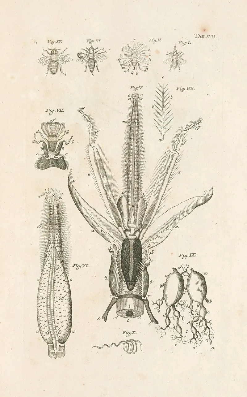 The Book Of Nature Or The History Of Insects Pl 17 Wall Art by Jan Swammerdam - High-Resolution Digital Print