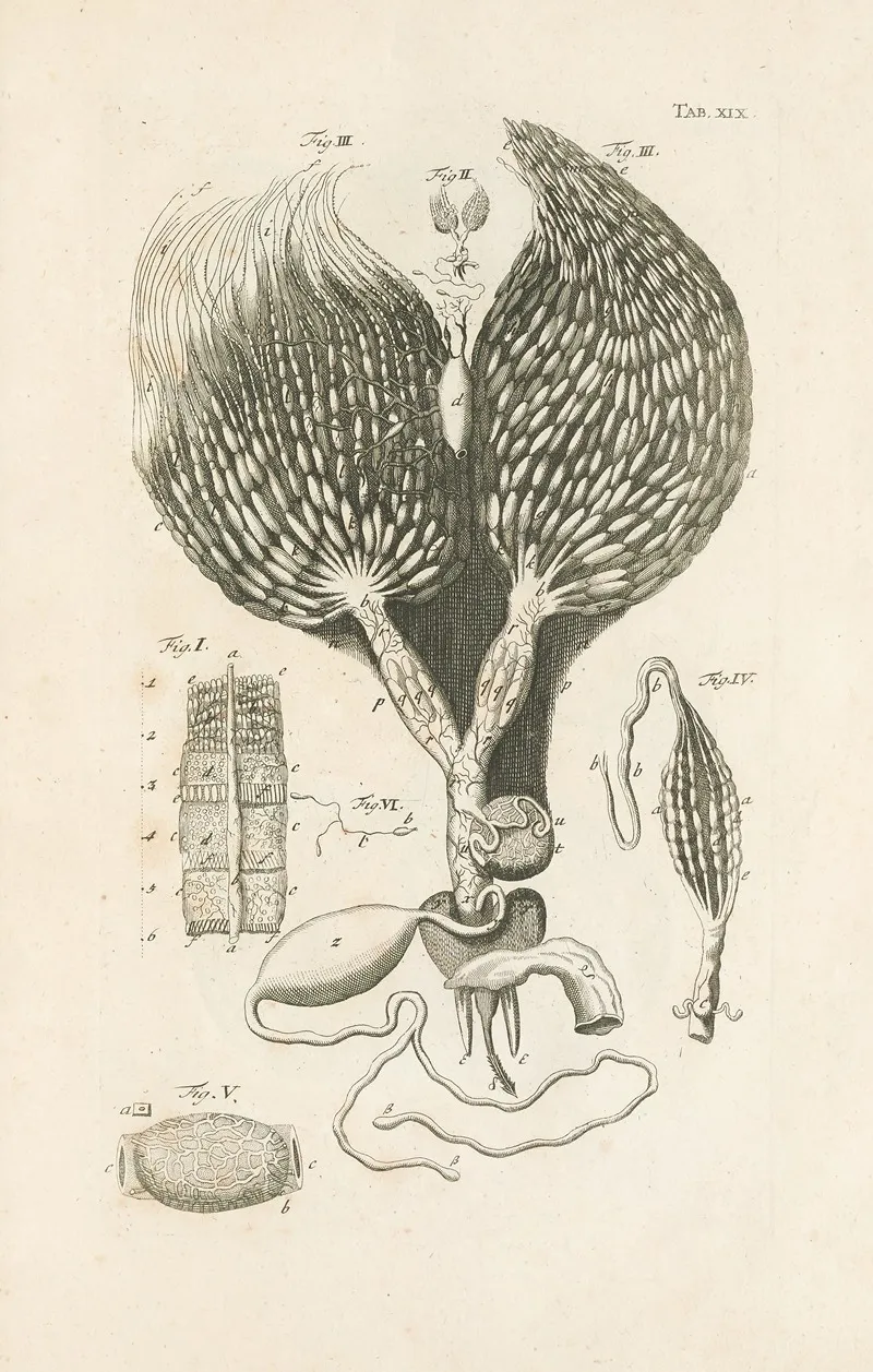 The Book Of Nature Or The History Of Insects Pl 19 Wall Art by Jan Swammerdam - High-Resolution Digital Print