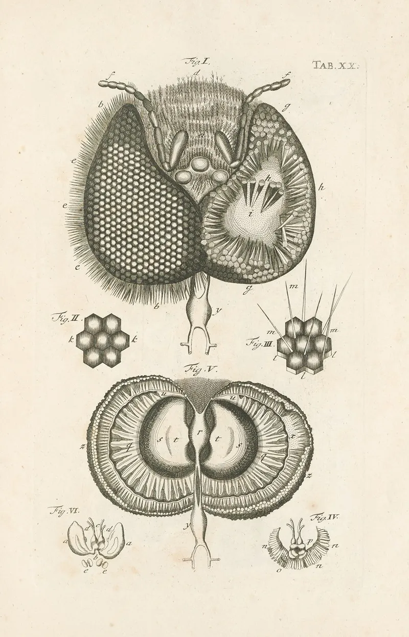 The Book Of Nature Or The History Of Insects Pl 20 Wall Art by Jan Swammerdam - High-Resolution Digital Print