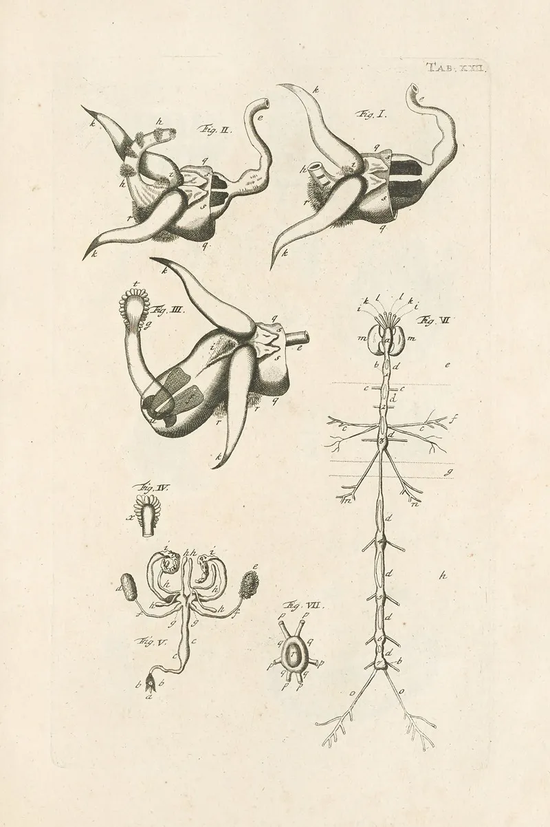 The Book Of Nature Or The History Of Insects Pl 22 Wall Art by Jan Swammerdam - High-Resolution Digital Print