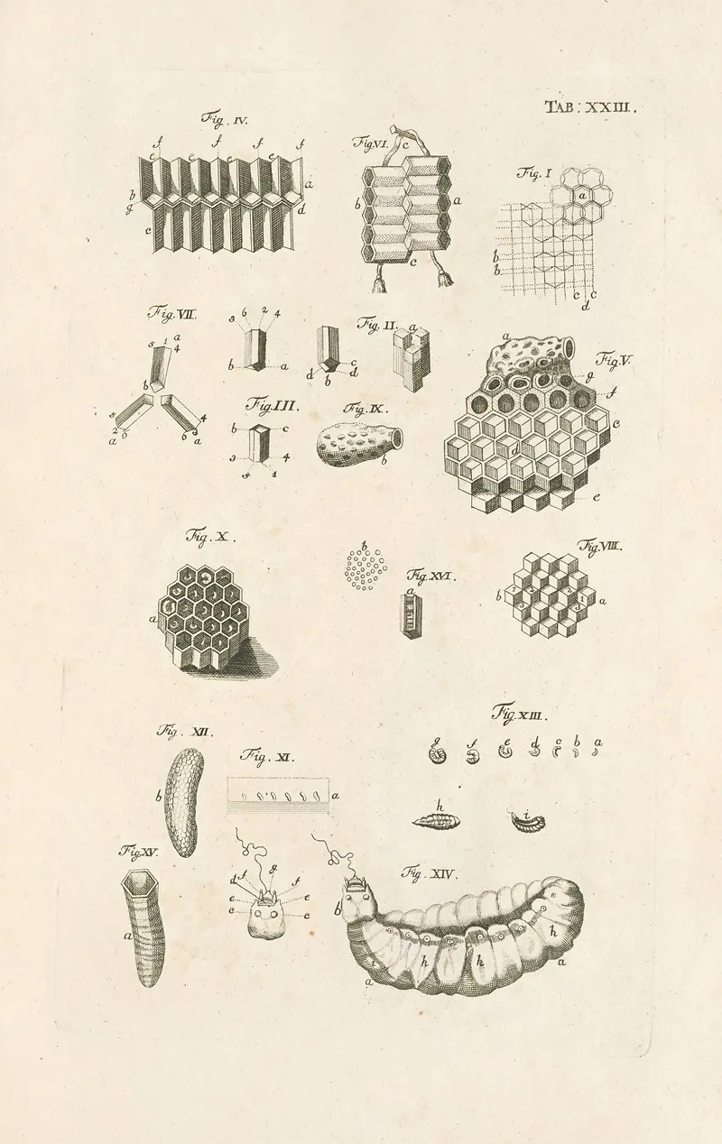 The Book Of Nature Or The History Of Insects Pl 23 Wall Art by Jan Swammerdam - High-Resolution Digital Print