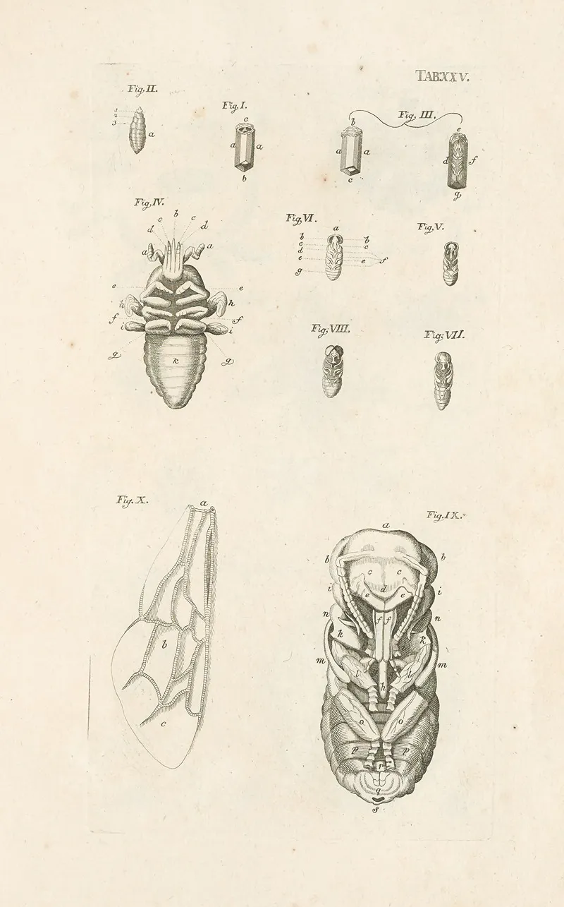 The Book Of Nature Or The History Of Insects Pl 25 Wall Art by Jan Swammerdam - High-Resolution Digital Print