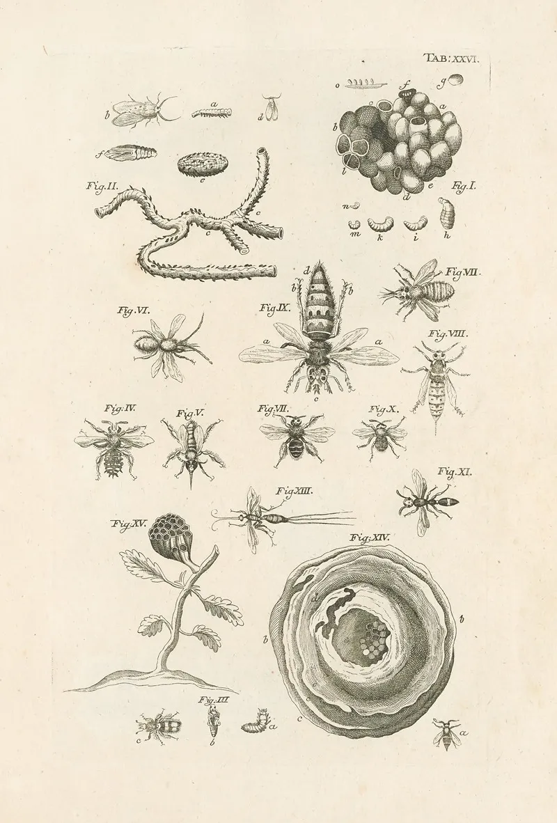The Book Of Nature Or The History Of Insects Pl 26 Wall Art by Jan Swammerdam - High-Resolution Digital Print