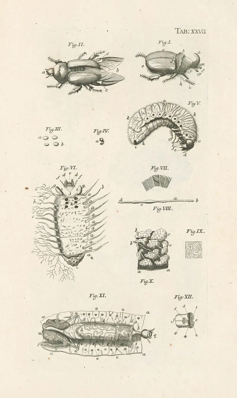 The Book Of Nature Or The History Of Insects Pl 27 Wall Art by Jan Swammerdam - High-Resolution Digital Print