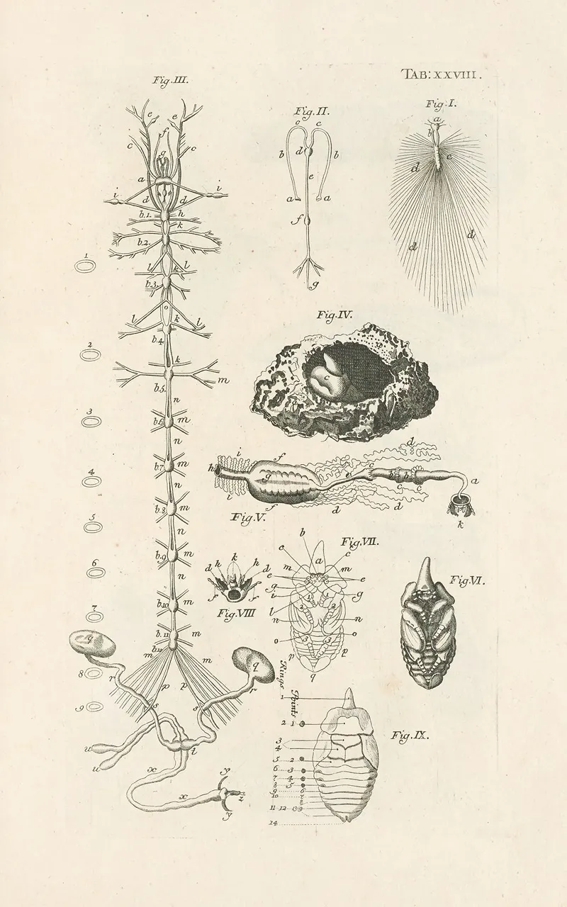 The Book Of Nature Or The History Of Insects Pl 28 Wall Art by Jan Swammerdam - High-Resolution Digital Print