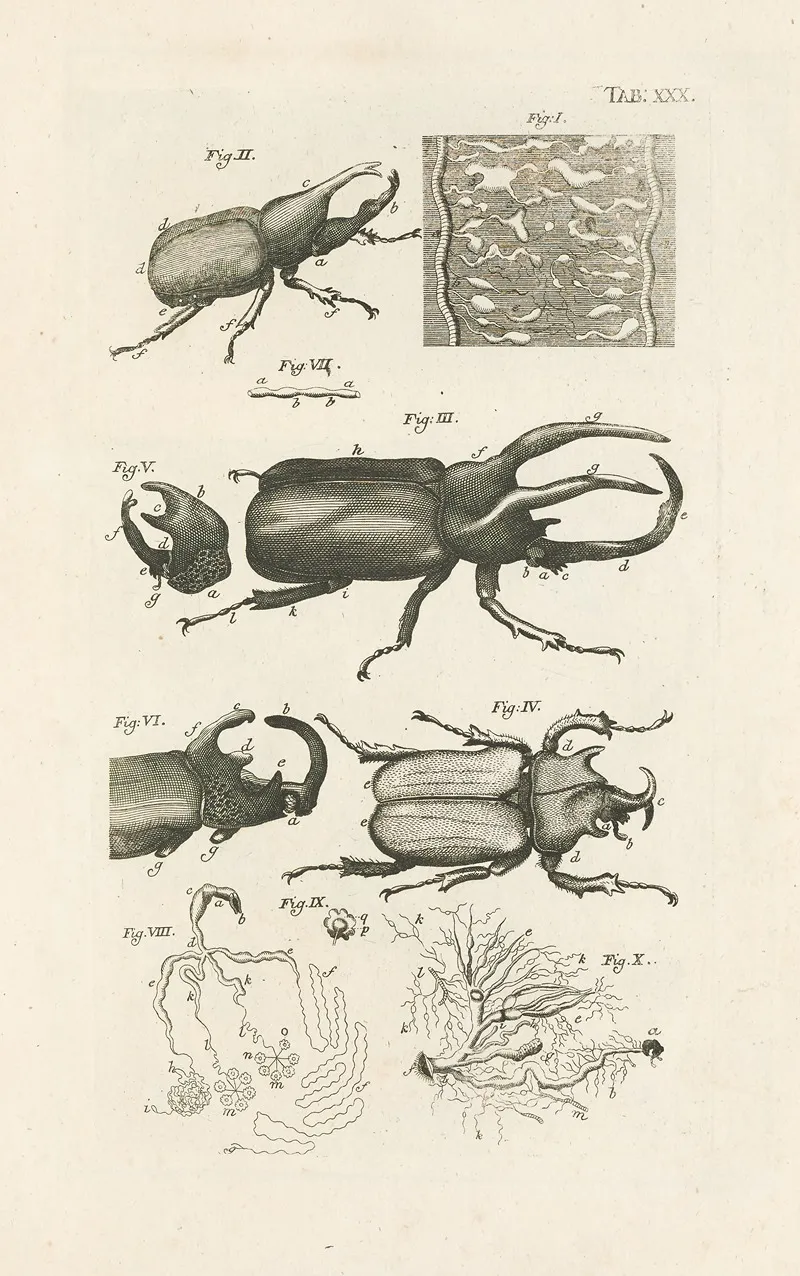 The Book Of Nature Or The History Of Insects Pl 30 Wall Art by Jan Swammerdam - High-Resolution Digital Print