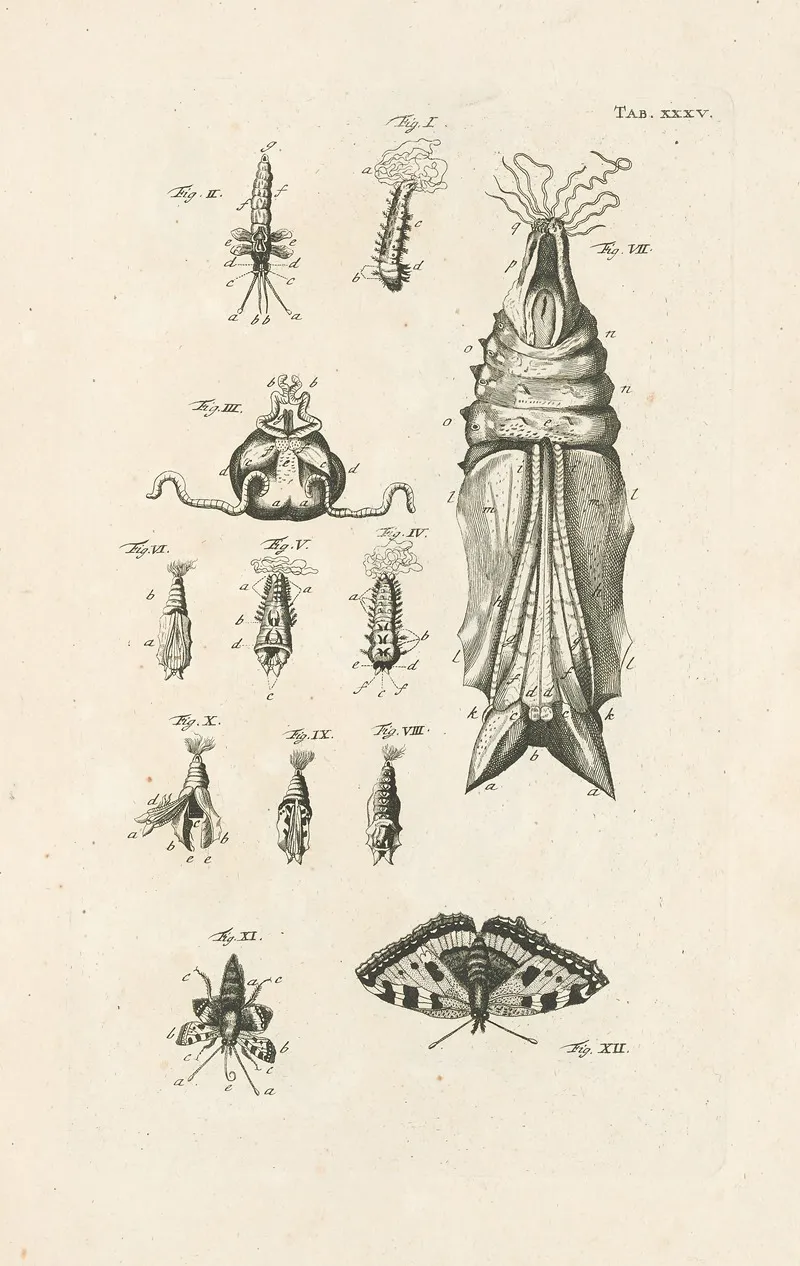 The Book Of Nature Or The History Of Insects Pl 35 Wall Art by Jan Swammerdam - High-Resolution Digital Print