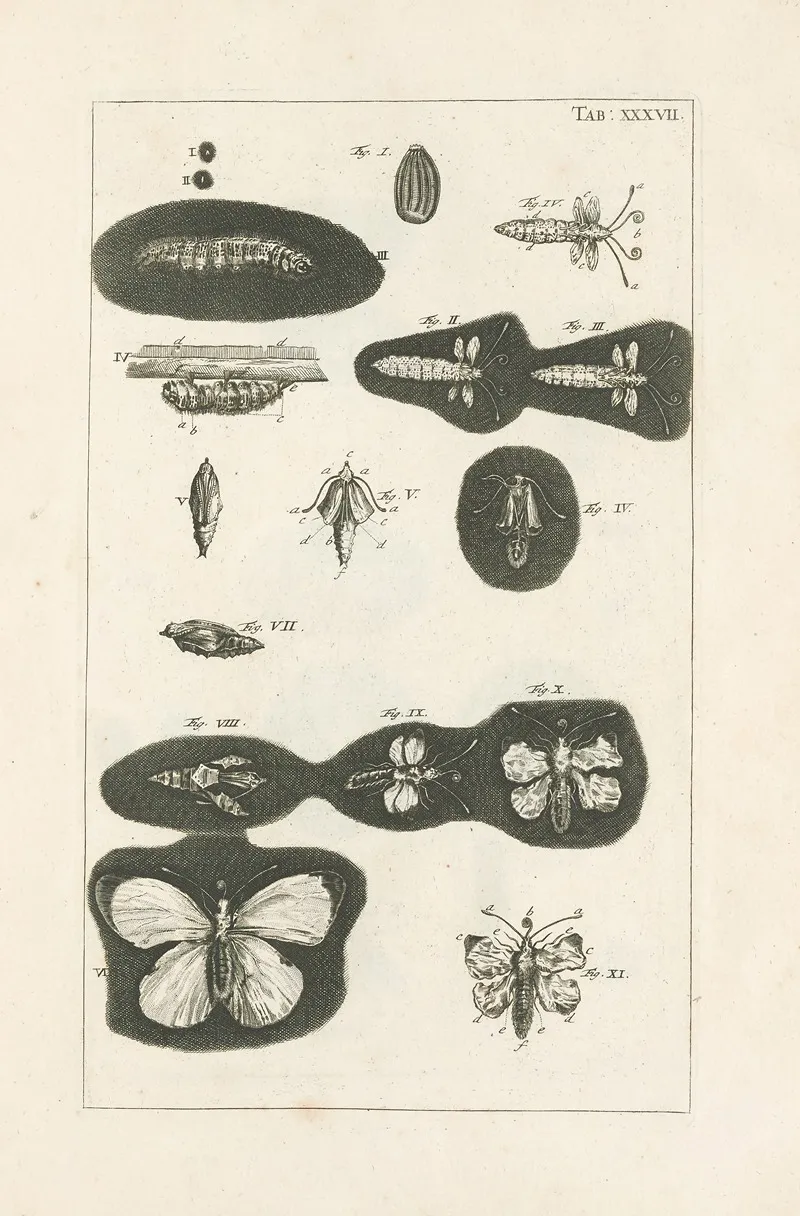 The Book Of Nature Or The History Of Insects Pl 37 Wall Art by Jan Swammerdam - High-Resolution Digital Print