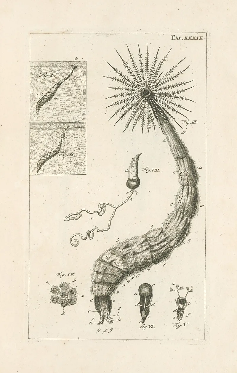 The Book Of Nature Or The History Of Insects Pl 39 Wall Art by Jan Swammerdam - High-Resolution Digital Print