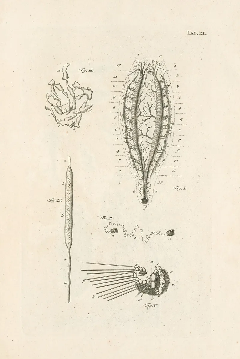 The Book Of Nature Or The History Of Insects Pl 40 Wall Art by Jan Swammerdam - High-Resolution Digital Print