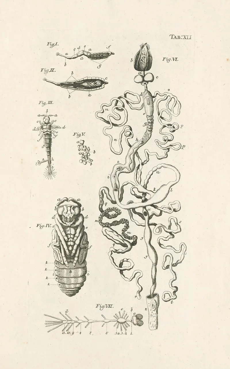 The Book Of Nature Or The History Of Insects Pl 41 Wall Art by Jan Swammerdam - High-Resolution Digital Print