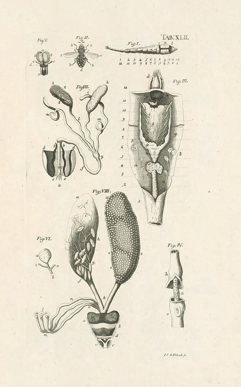 The Book Of Nature Or The History Of Insects Pl 42 Wall Art by Jan Swammerdam - High-Resolution Digital Print