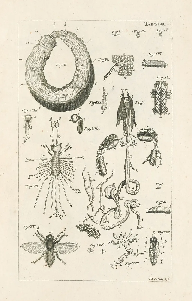 The Book Of Nature Or The History Of Insects Pl 43 Wall Art by Jan Swammerdam - High-Resolution Digital Print