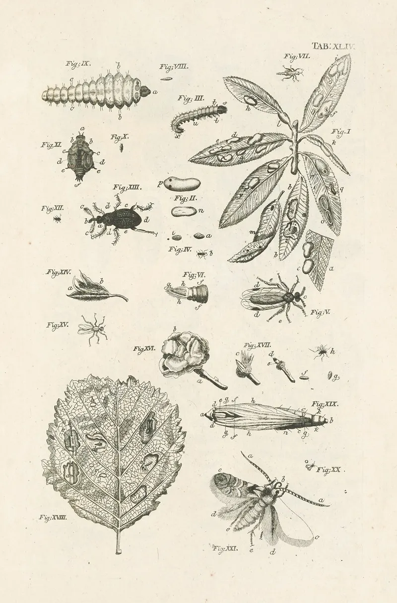 The Book Of Nature Or The History Of Insects Pl 44 Wall Art by Jan Swammerdam - High-Resolution Digital Print