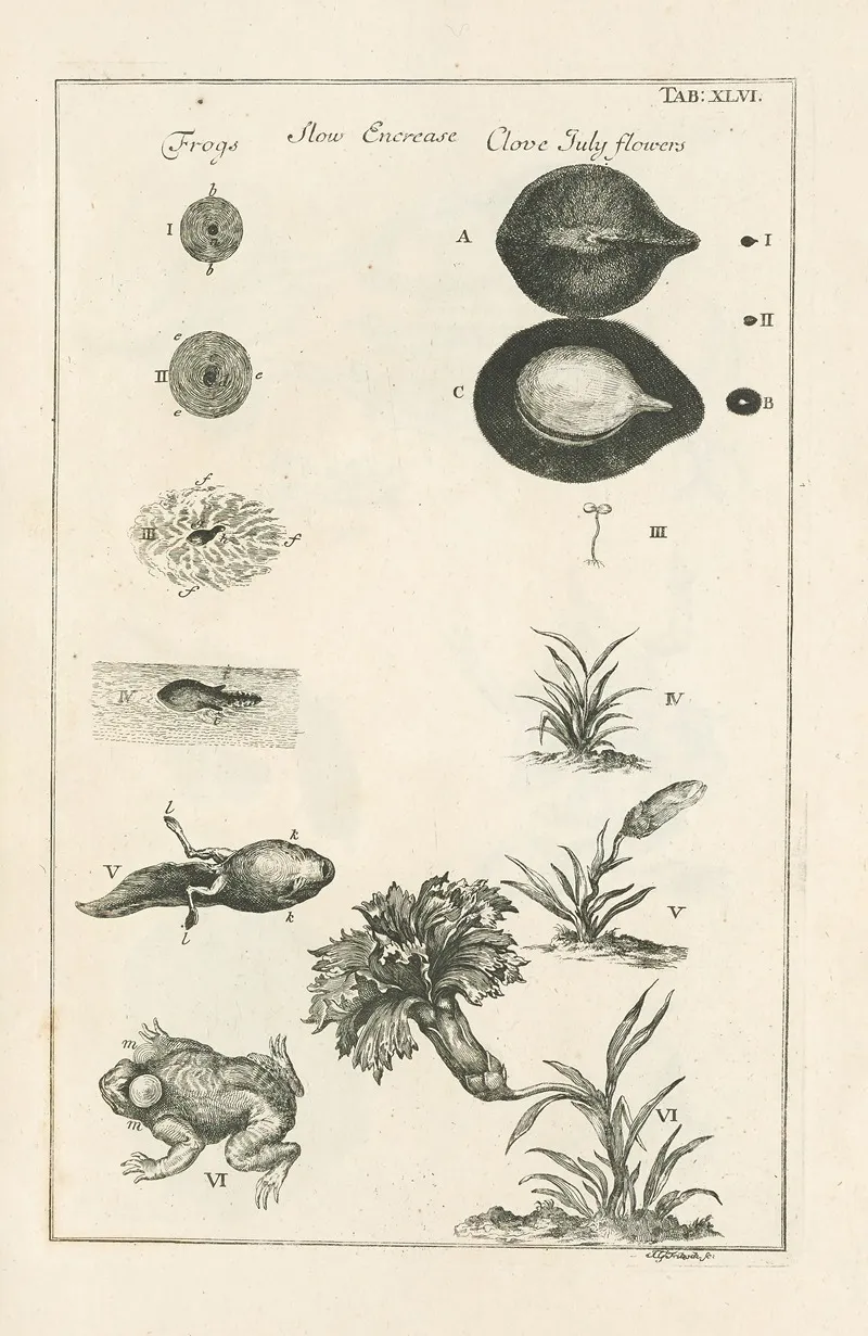 The Book Of Nature Or The History Of Insects Pl 46 Wall Art by Jan Swammerdam - High-Resolution Digital Print