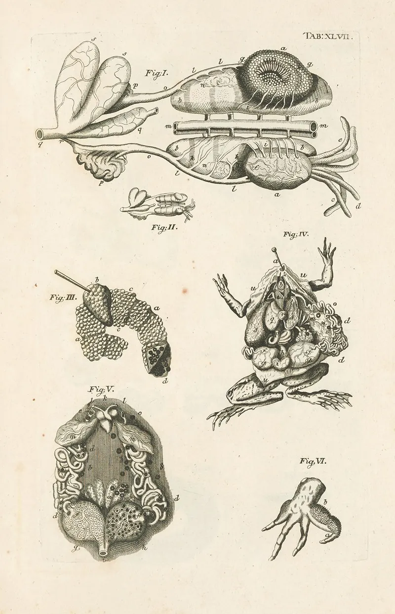 The Book Of Nature Or The History Of Insects Pl 47 Wall Art by Jan Swammerdam - High-Resolution Digital Print