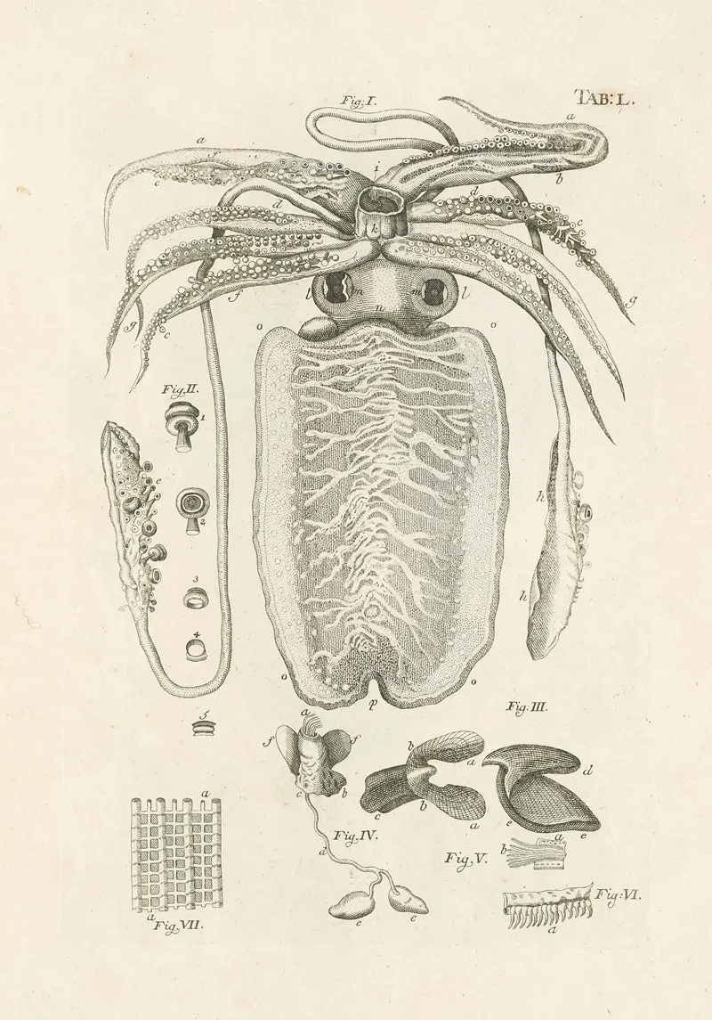 The Book Of Nature Or The History Of Insects Pl 50 Wall Art by Jan Swammerdam - High-Resolution Digital Print