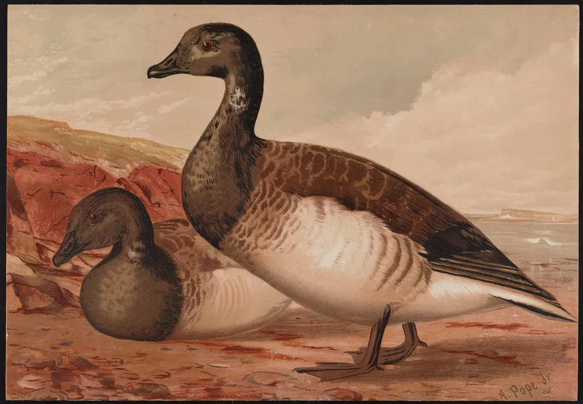 The Brant Branta Bernicla Wall Art by Alexander Pope Jr. - High-Resolution Digital Print
