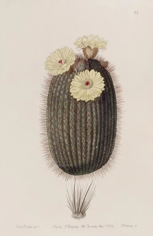 The Broom Cactus Wall Art by Sydenham Edwards - High-Resolution Digital Print
