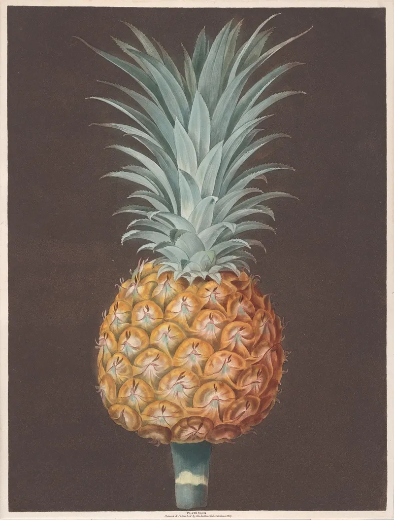 The Brown Havannah Pine Wall Art by George Brookshaw - High-Resolution Digital Print