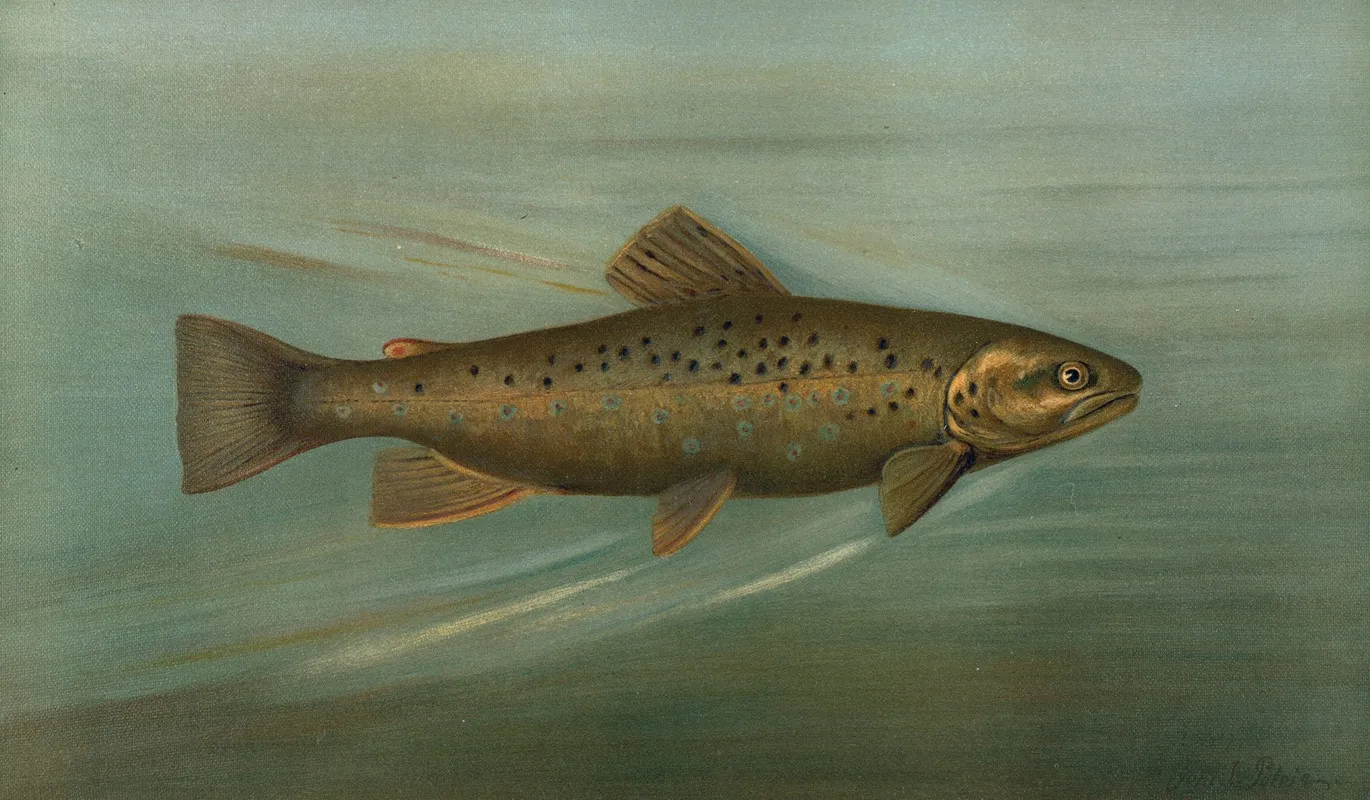 The Brown Or German Trout Salmo Fario Wall Art by John L. Petrie - High-Resolution Digital Print