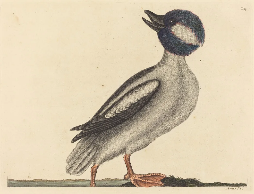 The Buffels Head Duck Anas Bucephala Wall Art by Mark Catesby - High-Resolution Digital Print