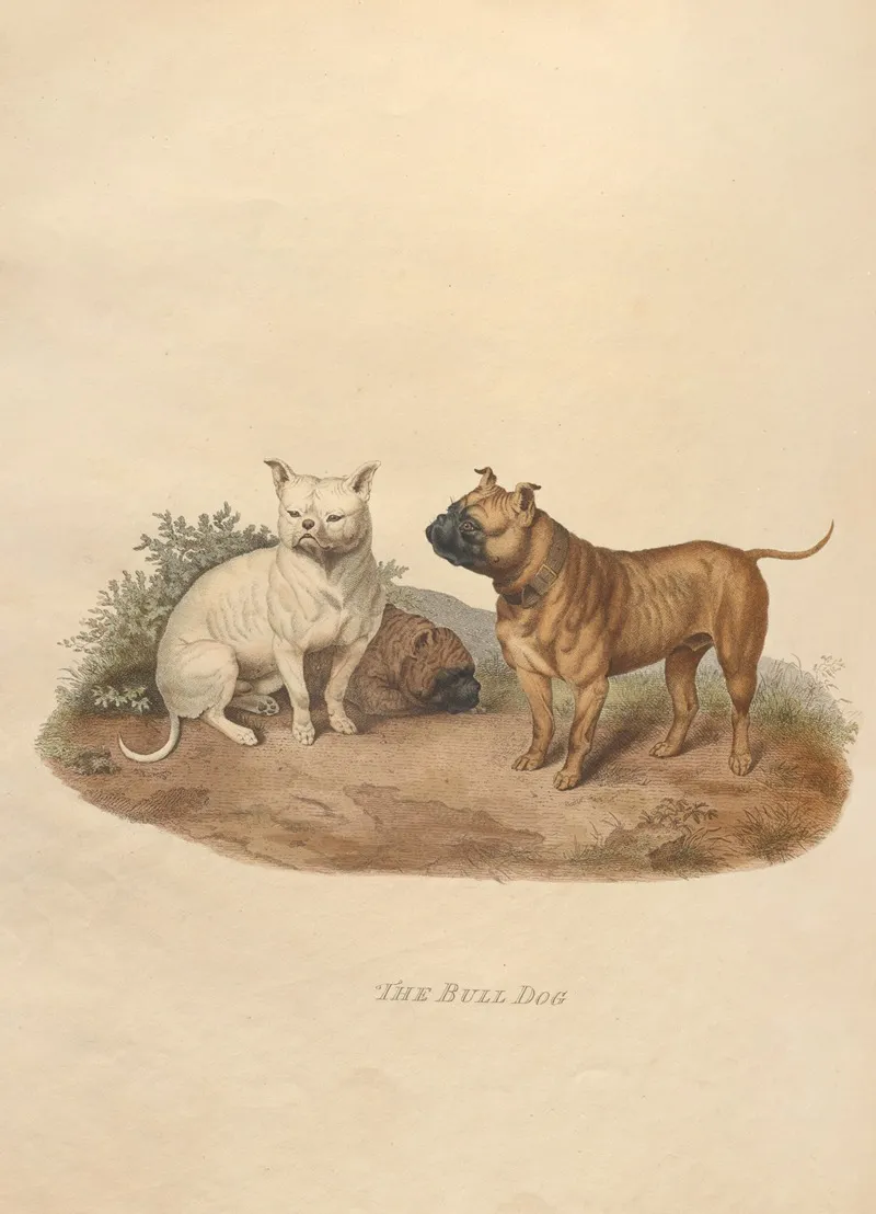 The Bull Dog Wall Art by Sydenham Edwards - High-Resolution Digital Print