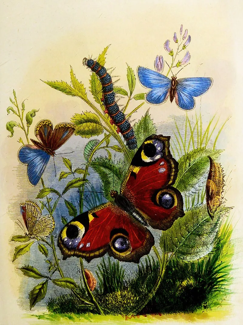 The Butterfly Vivarium Or Insect Home Pl 1 Wall Art by Henry Noel Humphreys - High-Resolution Digital Print