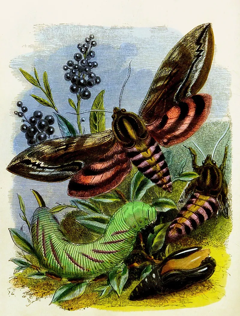 The Butterfly Vivarium Or Insect Home Pl 3 Wall Art by Henry Noel Humphreys - High-Resolution Digital Print