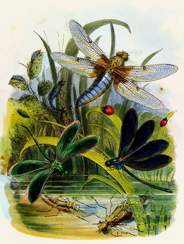 The Butterfly Vivarium Or Insect Home Pl 5 Wall Art by Henry Noel Humphreys - High-Resolution Digital Print