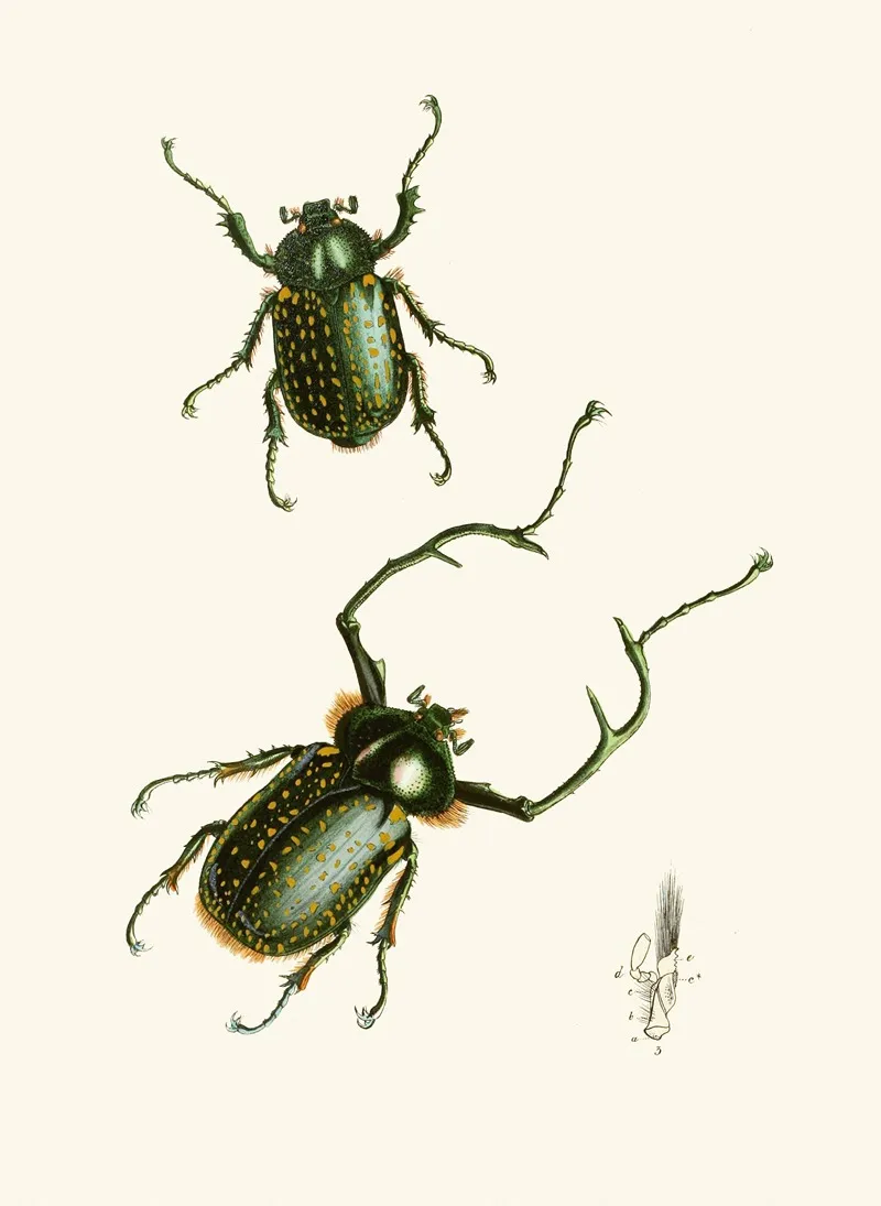 The Cabinet Of Oriental Entomology Pl Ii Wall Art by John Obadiah Westwood - High-Resolution Digital Print