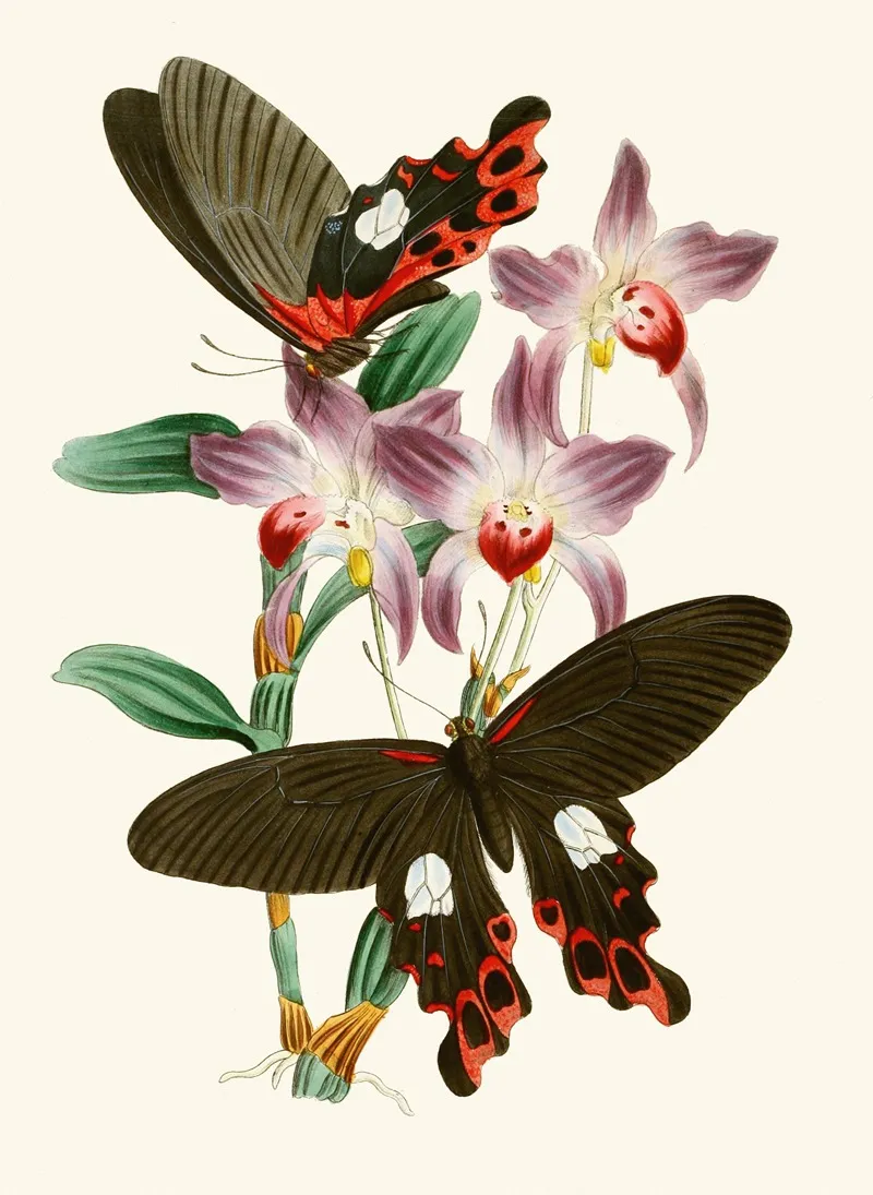 The Cabinet Of Oriental Entomology Pl Iii Wall Art by John Obadiah Westwood - High-Resolution Digital Print