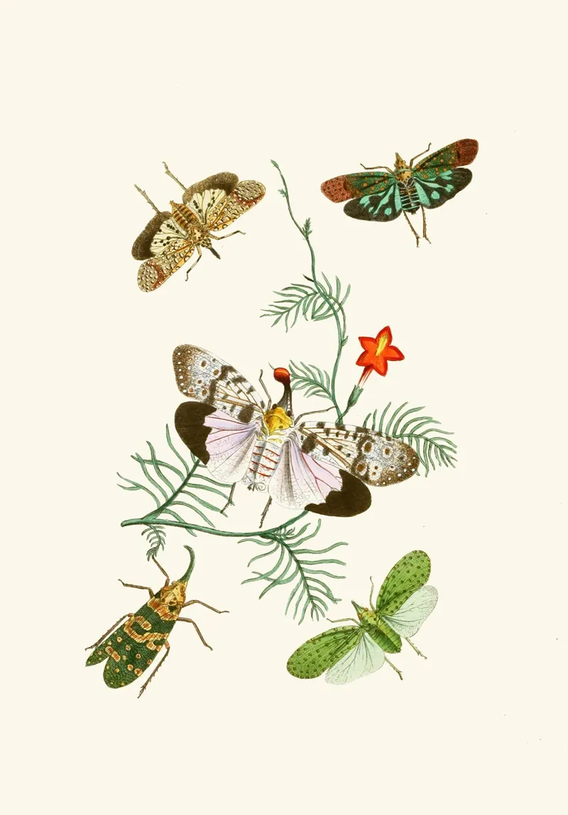 The Cabinet Of Oriental Entomology Pl Iv Wall Art by John Obadiah Westwood - High-Resolution Digital Print