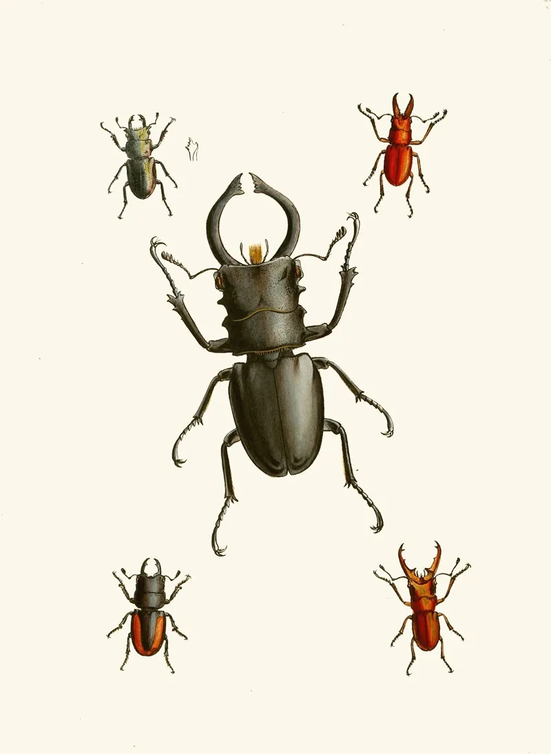 The Cabinet Of Oriental Entomology Pl Ix Wall Art by John Obadiah Westwood - High-Resolution Digital Print