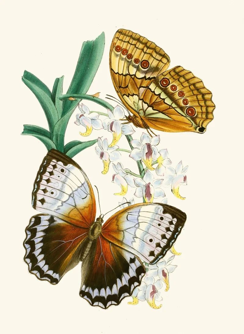 The Cabinet Of Oriental Entomology Pl V Wall Art by John Obadiah Westwood - High-Resolution Digital Print