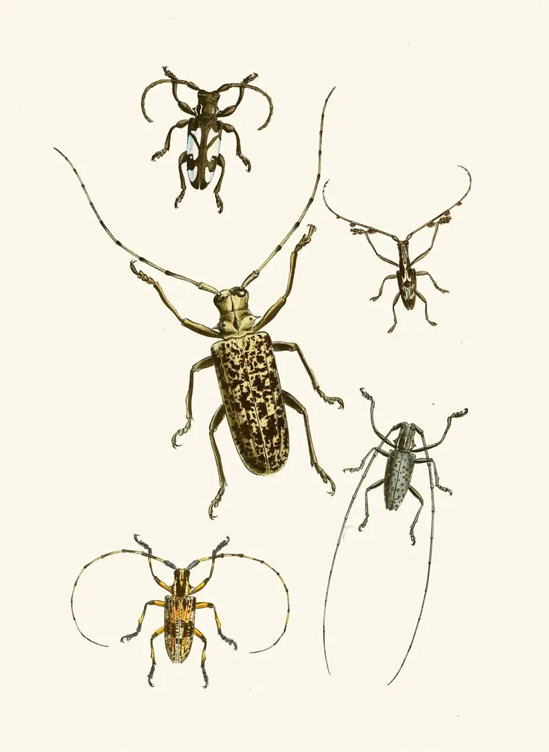 The Cabinet Of Oriental Entomology Pl Vi Wall Art by John Obadiah Westwood - High-Resolution Digital Print
