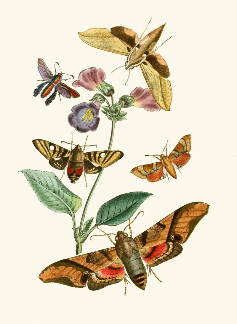 The Cabinet Of Oriental Entomology Pl Vii Wall Art by John Obadiah Westwood - High-Resolution Digital Print