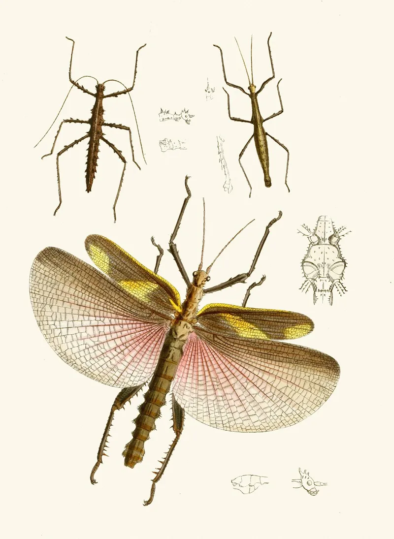 The Cabinet Of Oriental Entomology Pl Viii Wall Art by John Obadiah Westwood - High-Resolution Digital Print