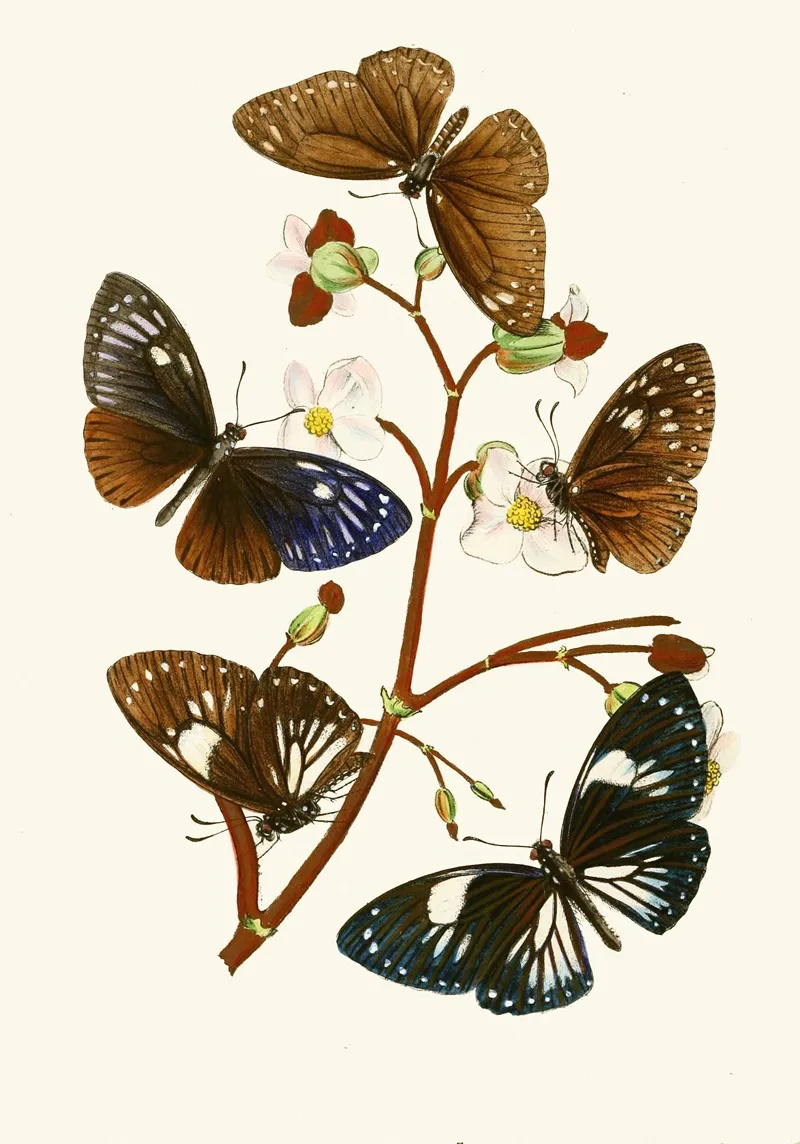 The Cabinet Of Oriental Entomology Pl X Wall Art by John Obadiah Westwood - High-Resolution Digital Print