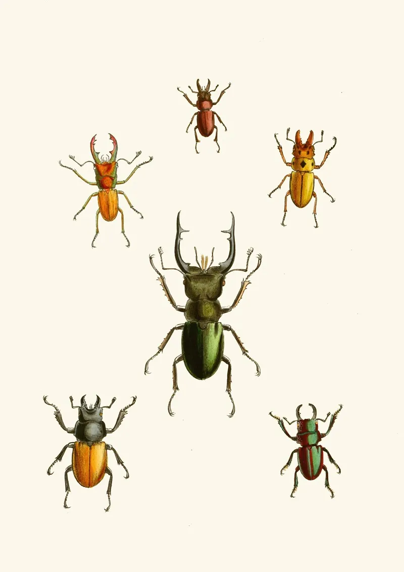 The Cabinet Of Oriental Entomology Pl Xi Wall Art by John Obadiah Westwood - High-Resolution Digital Print
