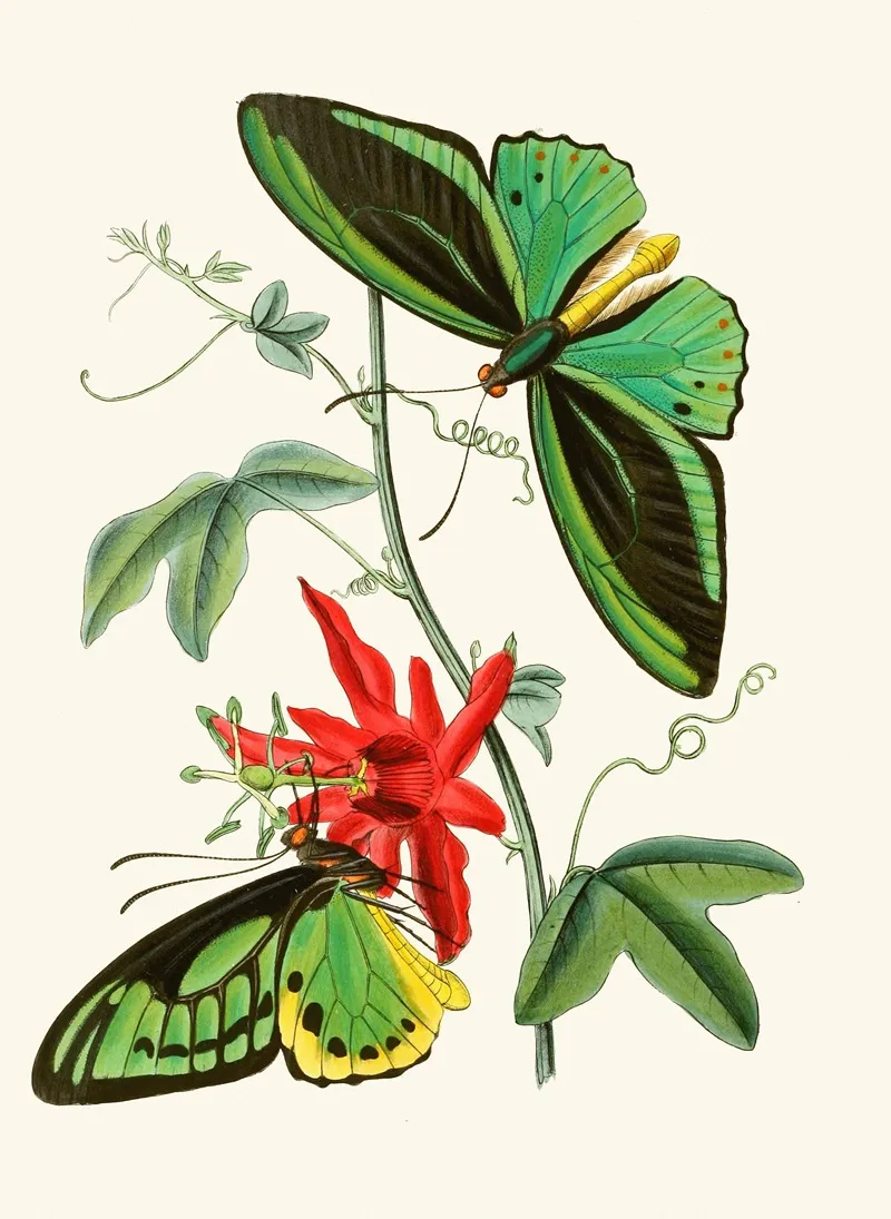 The Cabinet Of Oriental Entomology Pl Xii Wall Art by John Obadiah Westwood - High-Resolution Digital Print
