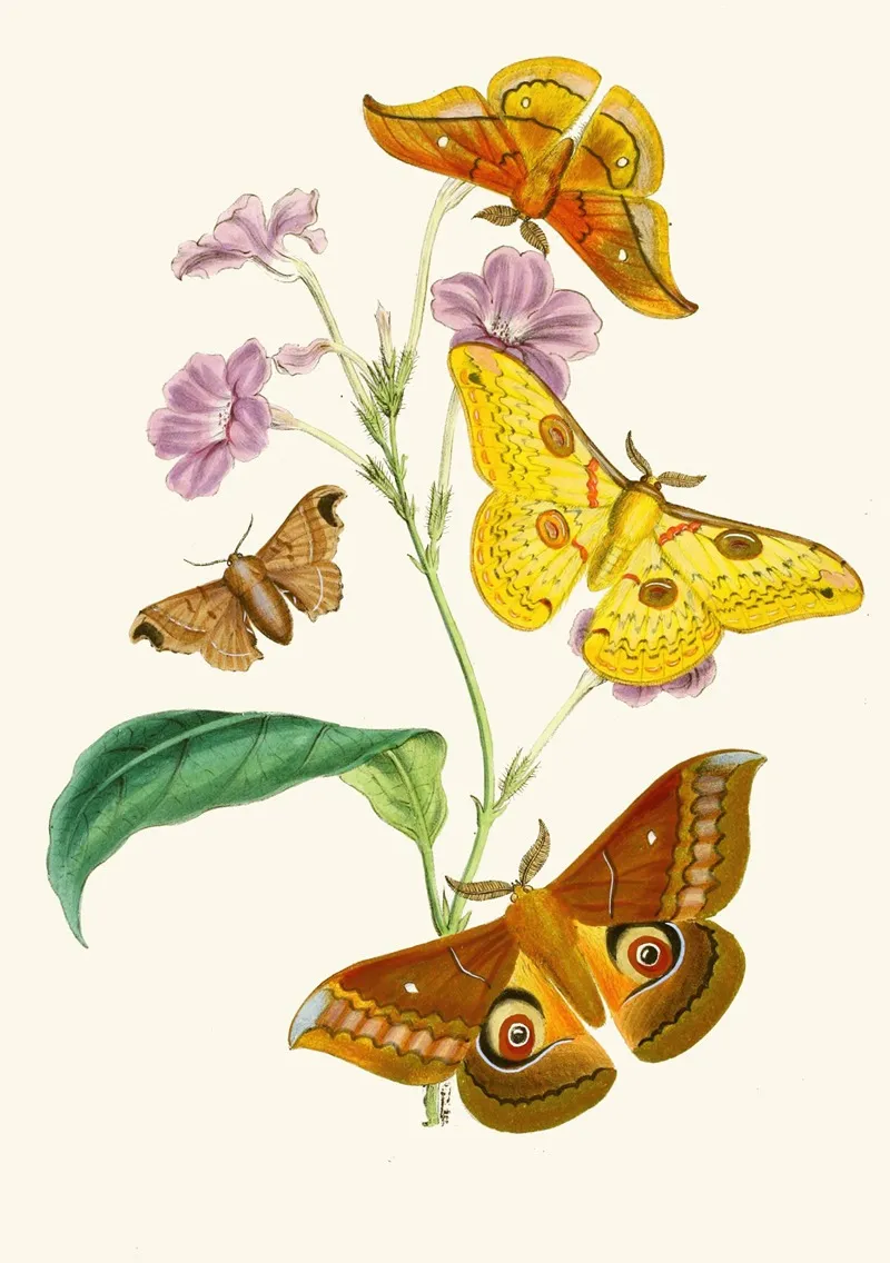 The Cabinet Of Oriental Entomology Pl Xiii Wall Art by John Obadiah Westwood - High-Resolution Digital Print
