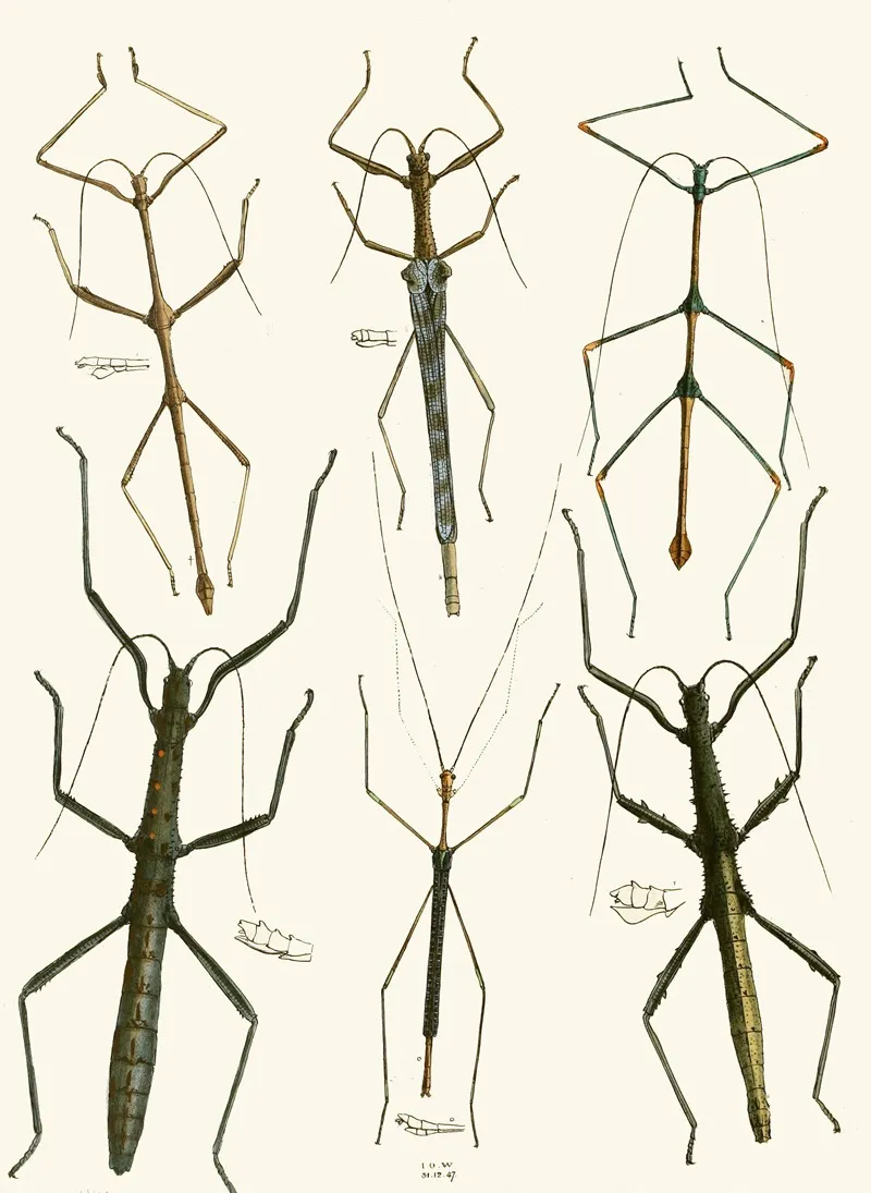 The Cabinet Of Oriental Entomology Pl Xl Wall Art by John Obadiah Westwood - High-Resolution Digital Print