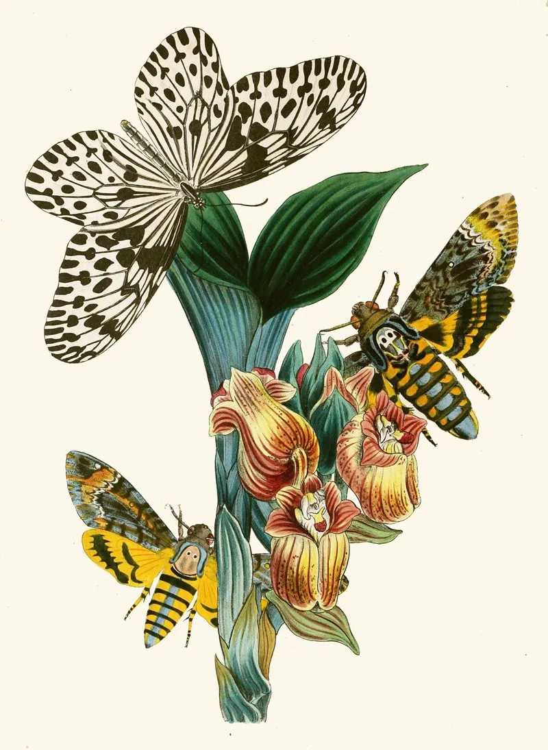 The Cabinet Of Oriental Entomology Pl Xli Wall Art by John Obadiah Westwood - High-Resolution Digital Print